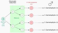 In plants, microspores, and in some cases megaspores, are formed from all four products of meiosis.